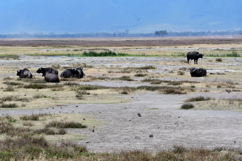 Ngorongoro Crater